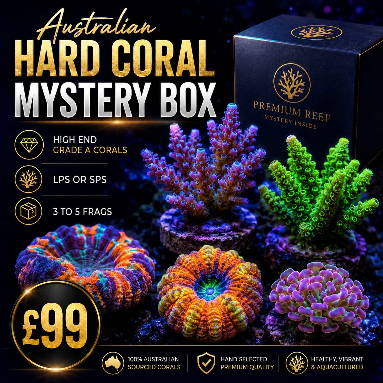 Australian Hard Coral Mystery Box